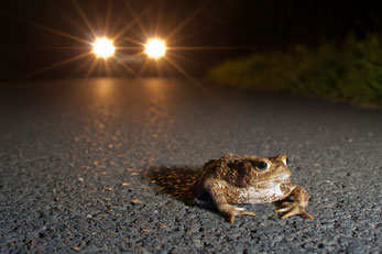 Erdkröte vor Auto Foto: Jonathan Fieber
