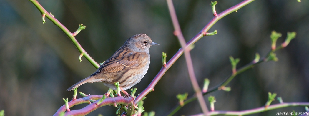 Heckenbraunelle